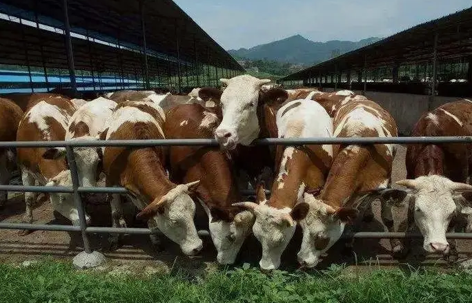 養(yǎng)殖污水處理設備是如何處理污水并實現(xiàn)排放達標的？
